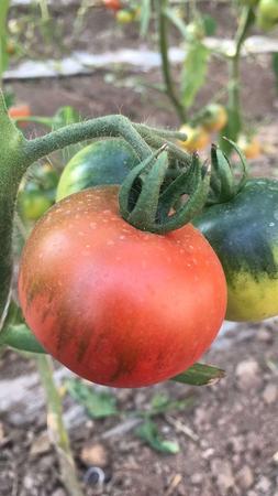 草莓番茄种子——小红玉