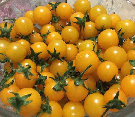 黄色樱桃番茄种子——晴美